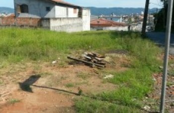 Mato alto atrai animais e preocupa moradores