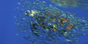 Brasil lançará sistema de monitoramento do Oceano Atlântico