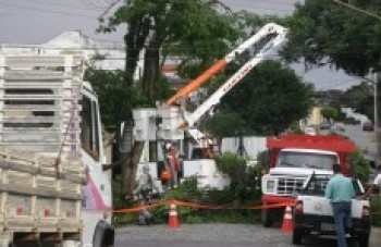 Mogi contratará empresa que fará a poda e corte de árvores