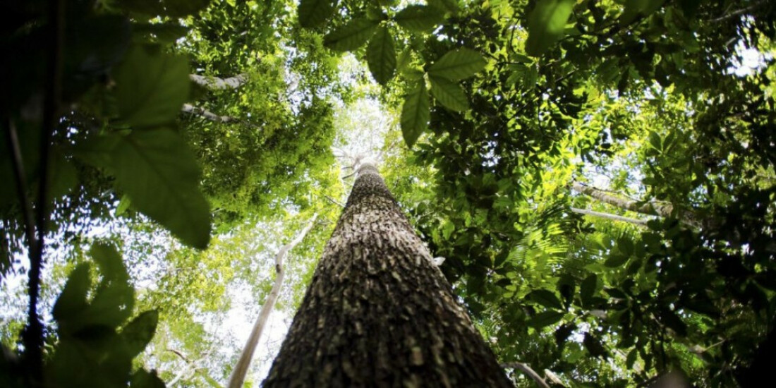 Estudo mapeia pesquisas científicas na Amazônia