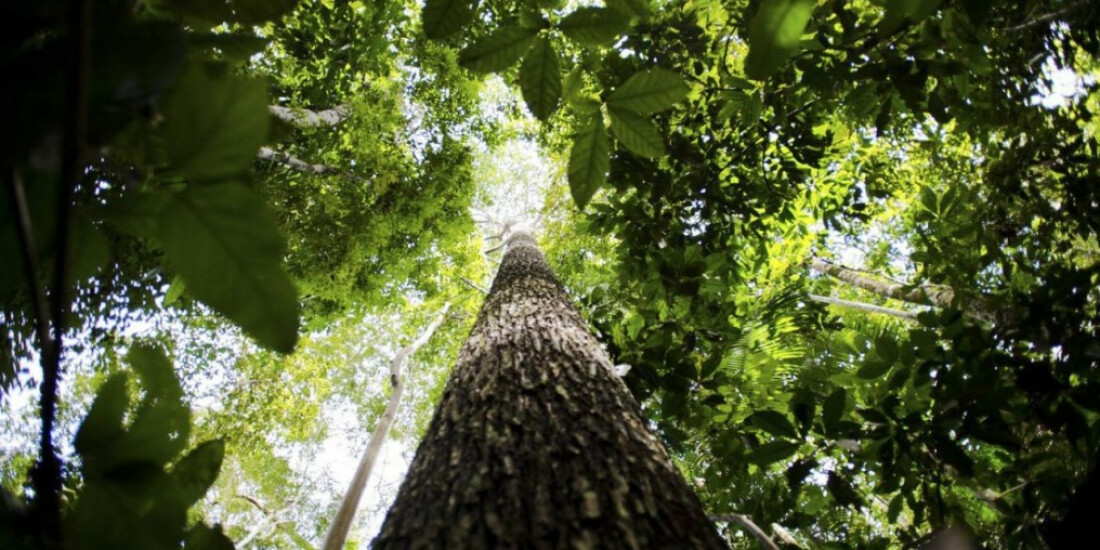 Bioma amazônico tem 30 a 40 mil espécies só de plantas, mostra estudo