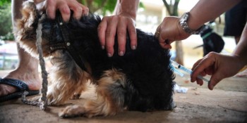 Distrito Federal confirma um caso de raiva humana