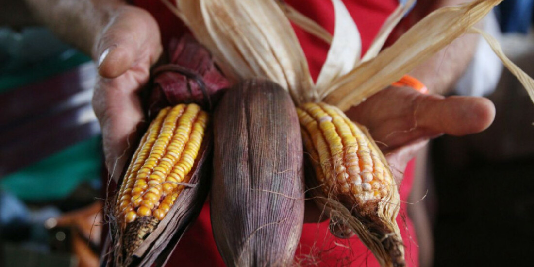 Produção sustentável de alimentos depende da reforma agrária, diz MST