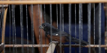 Mais de 140 aves são apreendidas na região