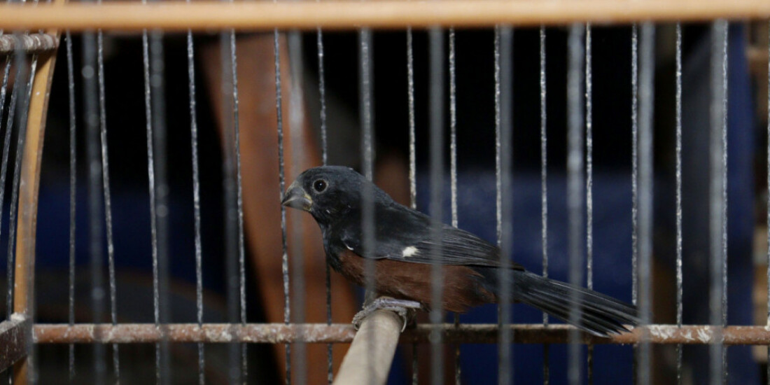 Mais de 140 aves são apreendidas na região