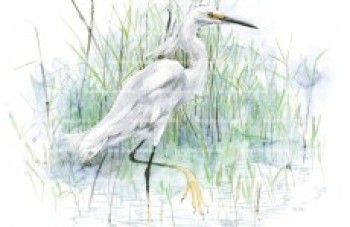 Exposição "Aves Ilha Comprida" destaca aquarelas sobre aves