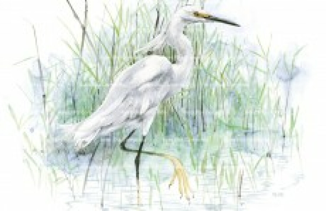 Exposição "Aves Ilha Comprida" destaca aquarelas sobre aves