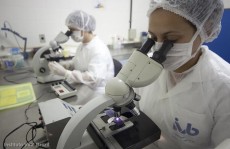 Laboratório desenvolve soro contra o vírus Zika