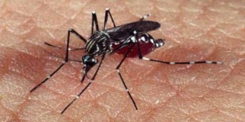 Cidades da região registram aumento de casos de dengue