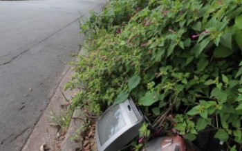 Mato e lixo preocupam