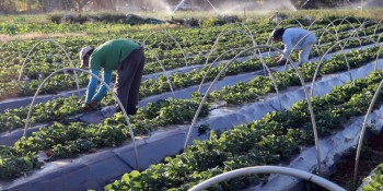 Governo destinará R$ 200 milhões para complementação do Plano Safra