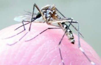 Cidades participam de mutirão no combate ao mosquito Aedes