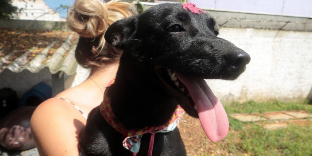 Projeto chega à marca de 200 animais adotados