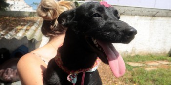 Projeto chega à marca de 200 animais adotados