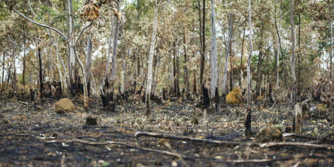 Inpe: desmatamento aumenta no Cerrado e cai na Amazônia