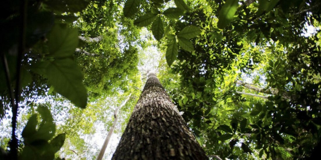 Crise climática pode ser combatida com monetização de reflorestamento