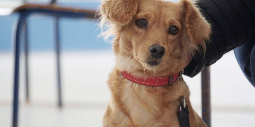 Mogi castra quase dois mil animais entre janeiro e abril