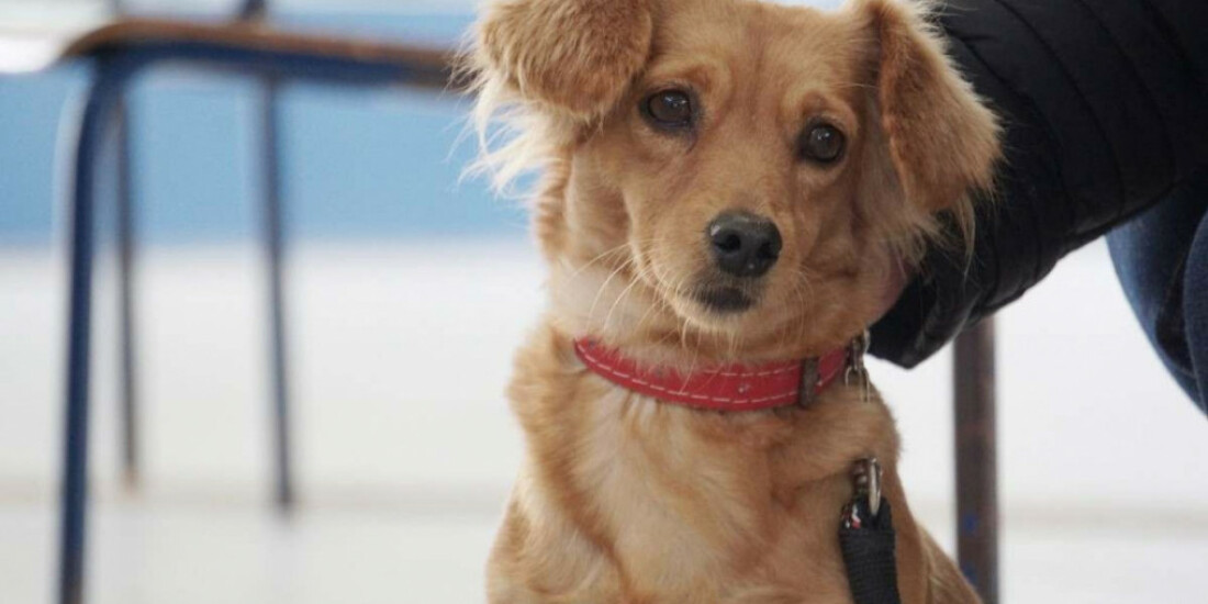 Mogi castra quase dois mil animais entre janeiro e abril