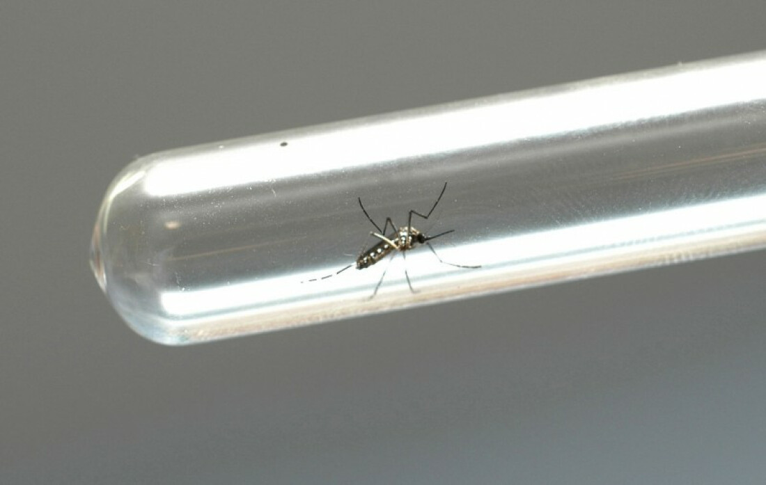 Vacina pode ser criada em um ano