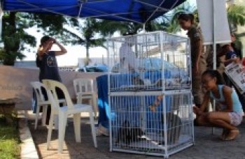 Itaquá lança programa de castração de cães