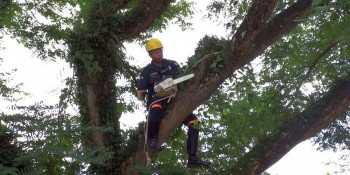 Meio Ambiente reforça a orientação sobre cortes