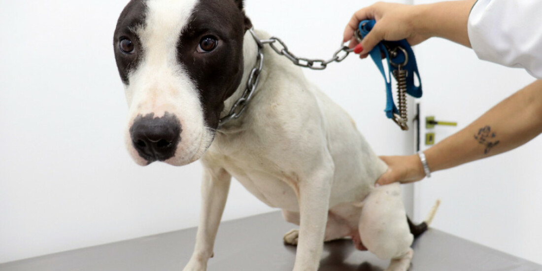 Meio Ambiente anuncia mutirão para castração de cães e gatos