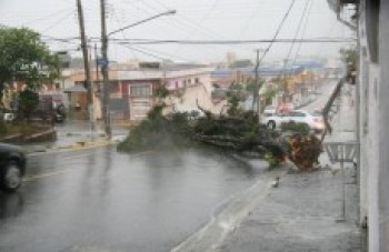 Árvore 'fecha' rua no distrito de Brás Cubas: