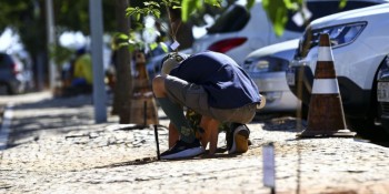 Programa de sustentabilidade do Planalto planta ipês em estacionamento