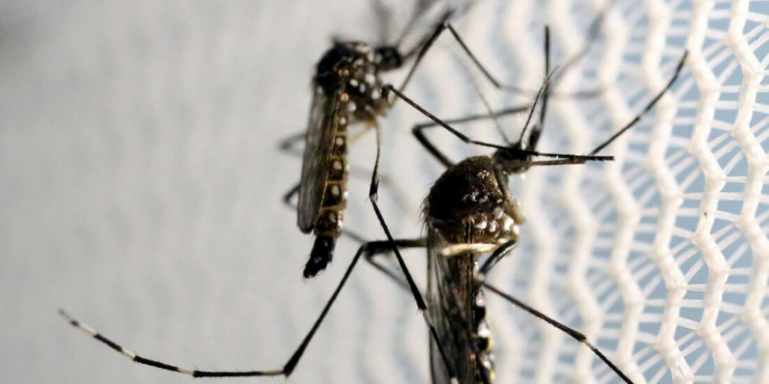 Casos de dengue aumentam 113,7% nos quatro primeiros meses de 2022