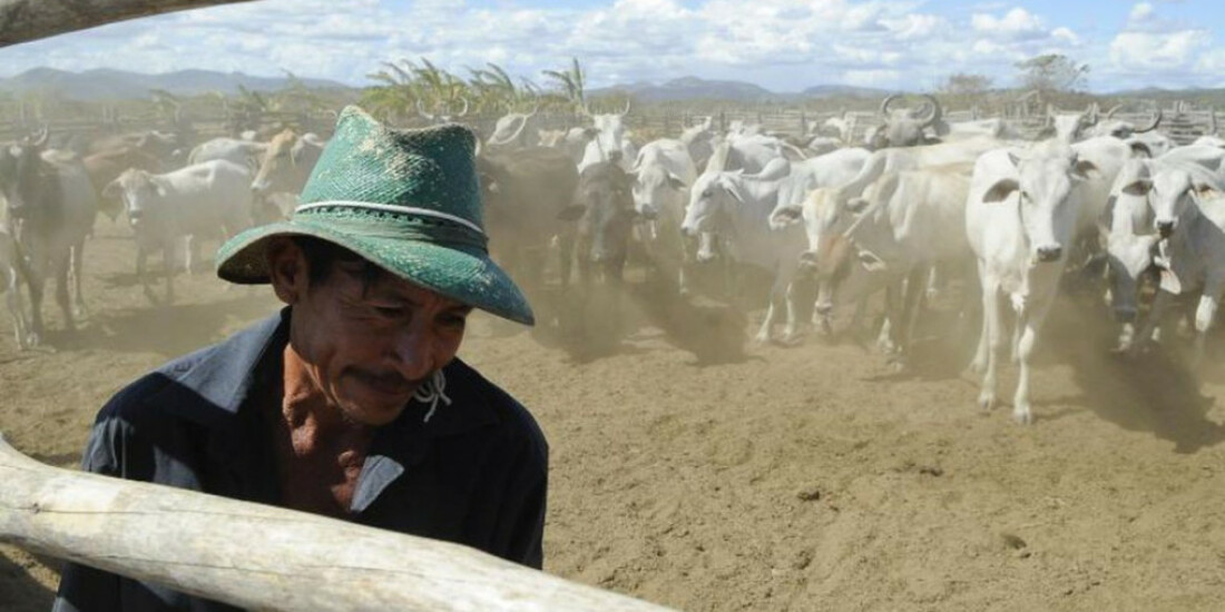 Vacinação contra aftosa será suspensa em seis estados e no DF