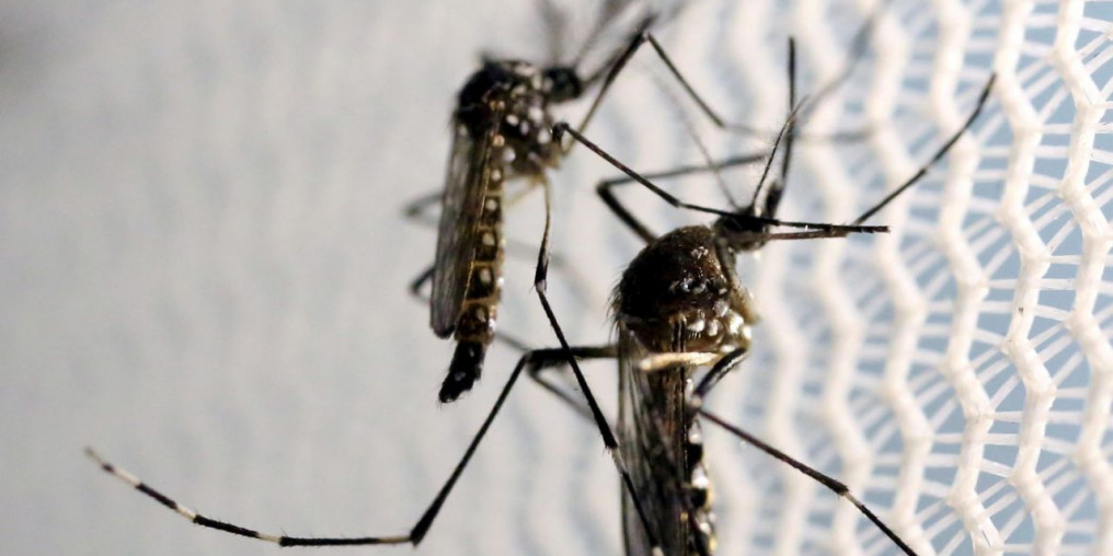 São Paulo terá força-tarefa de combate ao Aedes aegypti