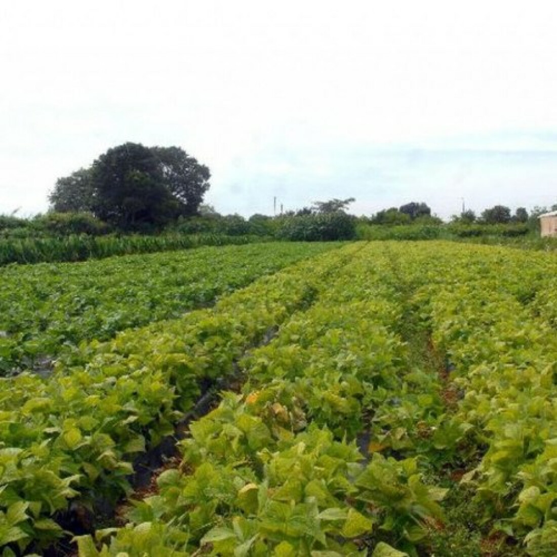 Campanha vai recolher embalagens de agrotóxico