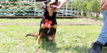 Cadela resgatada tem final feliz com adoção