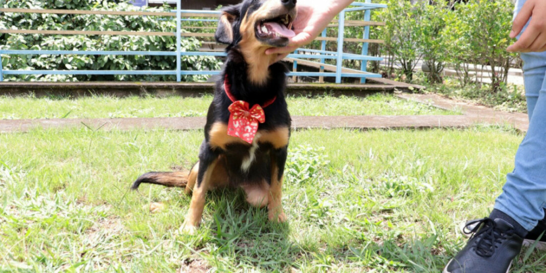 Cadela resgatada tem final feliz com adoção