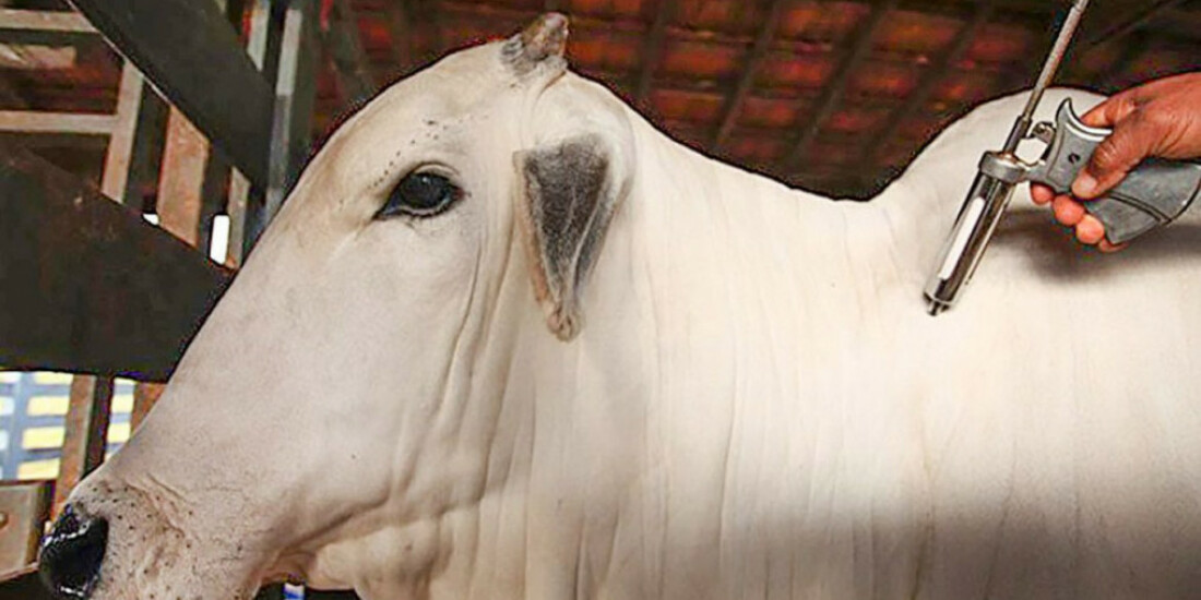 Febre aftosa: 1ª etapa da campanha de vacinação começa nesta segunda