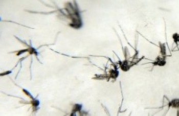 1º caso de zika contraído na capital é confirmado