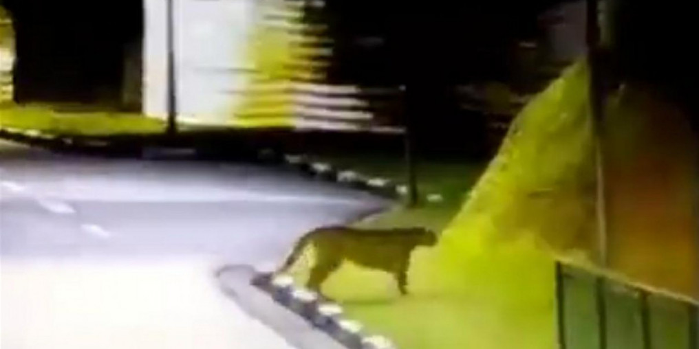 Câmeras da CSI flagram onça-parda