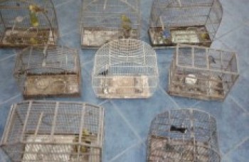 PM recebe denúncia de desmanche e encontra pássaros silvestres: