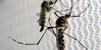 Prefeitura de São Paulo confirma primeira morte por dengue este ano