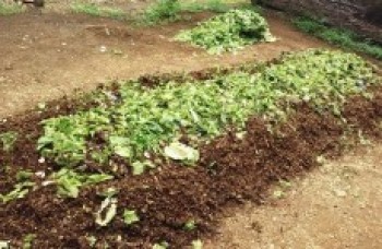 Programa de compostagem deve ajudar os agricultores