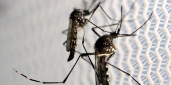 Rio de Janeiro registra aumento de 11% nos casos de dengue neste ano