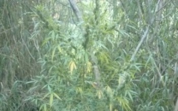 Polícia localiza pé de maconha em Mogi