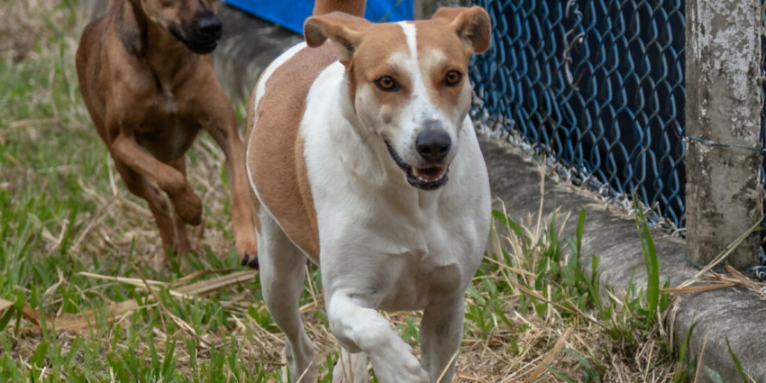 Novos cães chegam ao programa Bora Ser Feliz
