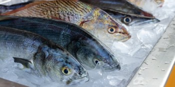 Venda de peixes deve aumentar nas próximas semanas