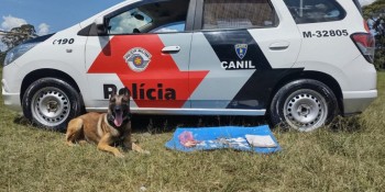 Quatro suspeitos são detidos por tráfico de drogas