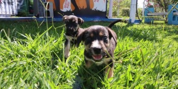 Shopping receberá evento para incentivar adoção de pets