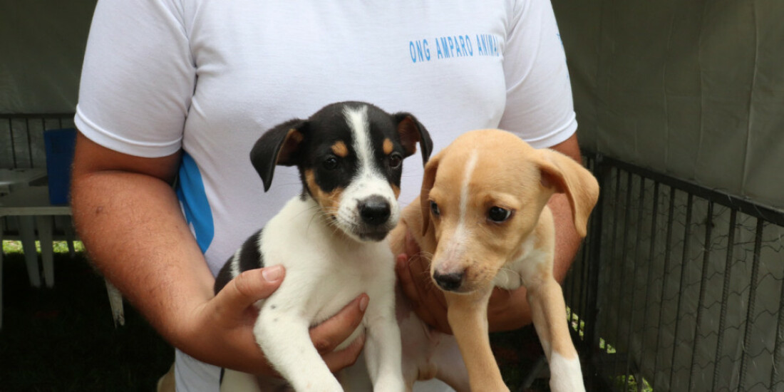 'Baby, me Leva!' alcança a marca de 145 animais adotados no ano