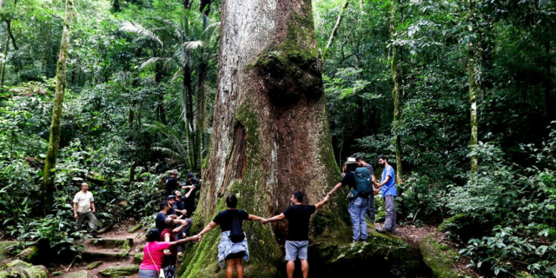 Jequitibá-rosa milenar é destaque em parque do Rio de Janeiro