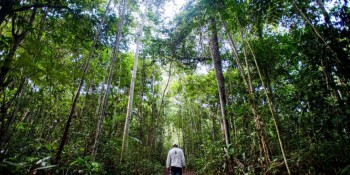 Ibama define combate ao desmatamento na Amazônia como prioridade