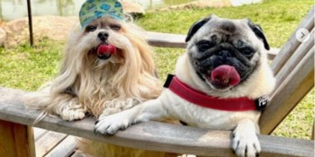 Campanha mostra pontos turísticos pet friendly